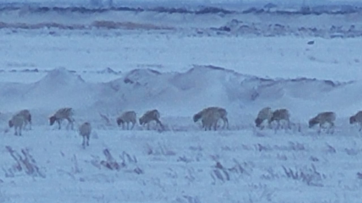 фото очевидца