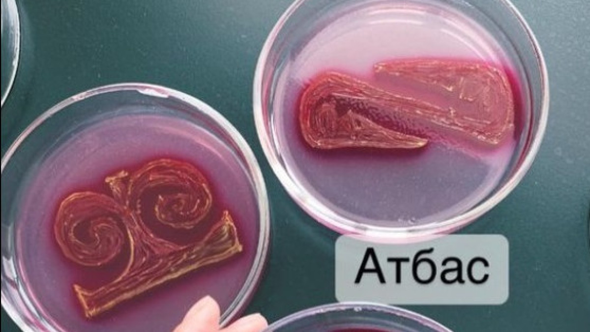 Столичный биолог рисует казахские узоры с помощью бактерий