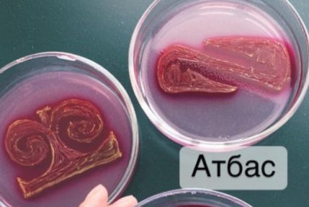 Фотография к новости: Столичный биолог рисует казахские узоры с помощью бактерий