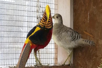 Фотография к новости: Жительница Петропавловска променяла городскую квартиру на редких животных и птиц