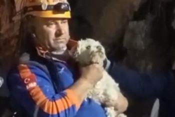 Фотография к новости: На 25-й день после землетрясений в Турции под завалами нашли живую собаку