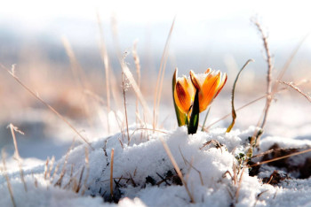 Фотография к новости: Какой будет погода 8 марта в Казахстане