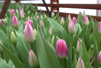 В ВКО бывший слесарь превратил свой дачный участок в цветочную империю