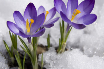 Фотография к новости: Токаев поздравил казахстанок с Международным женским днём