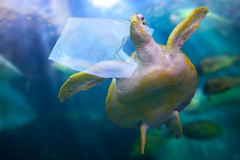 Фотография к новости: В Мировом океане плавает 170 триллионов кусков пластика — учёные