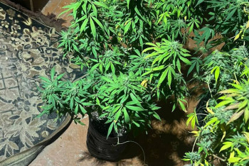 Фотография к новости: Плантацию марихуаны обнаружили полицейские в подвале дома в Алматы