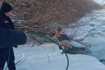 Фотография к новости: Провалившуюся под лёд собаку спасли в Петропавловске