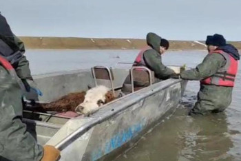 Фотография к новости: С подтопленных пастбищ Актюбинской области на лодках эвакуируют скот