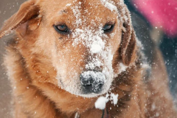 Фотография к новости: Дождь и снег: в большинстве регионов Казахстана объявлено штормовое предупреждение