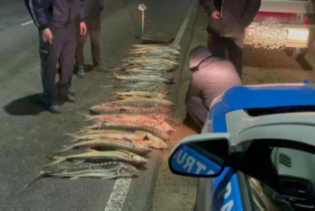 Фотография к новости: Браконьера крупной партией осетра задержали полицейские в Мангистау