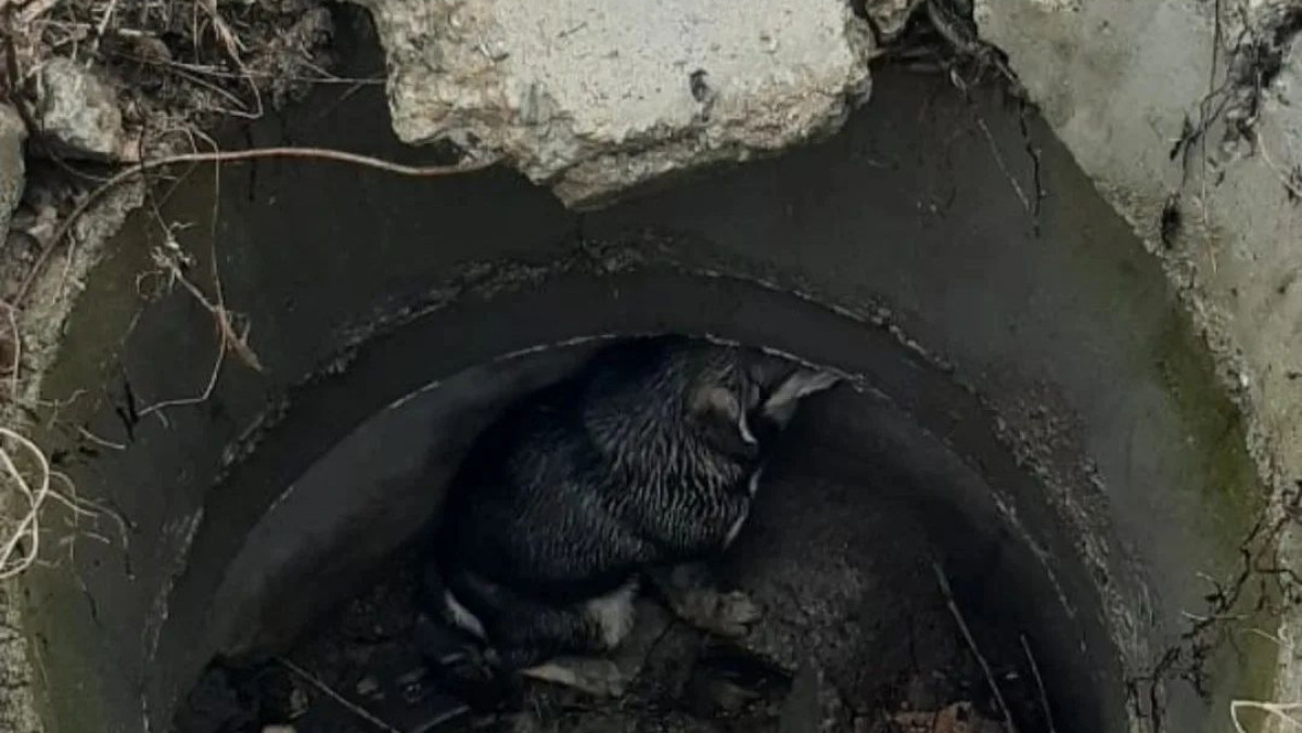 Instagram/shygysqaz_tjd