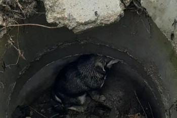 Уговаривали не кусать: видео спасения собаки из колодца поделились пожарные ВКО