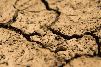 Фотография к новости: Отчаявшиеся из-за засухи виноделы попытались спасти урожай танцем дождя