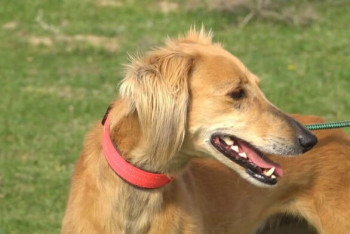 Фотография к новости: В Казахстане возрождают национальную породу собак — тазы