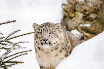 Фотография к новости: Снежный барс попал в кадр фотоловушки в природном парке ВКО
