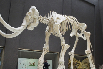 Фотография к новости: Иностранец вывез в Казахстан бивни мамонта на 46,5 миллиона тенге