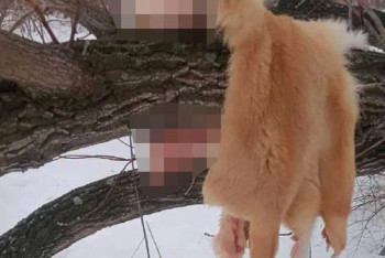 Фотография к новости: Останки убитой собаки обнаружены в Рудном