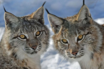 Фотография к новости: Рыси попали в фотоловушку в Туркестанской области