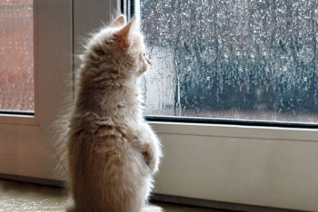 Фотография к новости: Сильный ветер и гроза: в каких регионах ожидается шторм