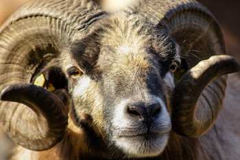 Фотография к новости: Морпех из Актау поднял барана 230 раз и установил рекорд