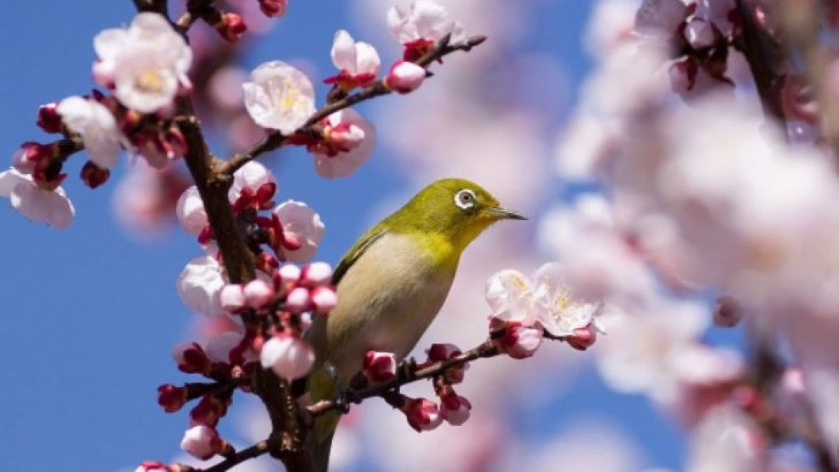 The Asahi Shimbun / Getty Images