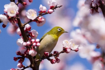 Фотография к новости: В Японии начался сезон цветения сакуры