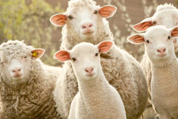 Фотография к новости: Казахстан подтвердил статус свободной от ящура страны