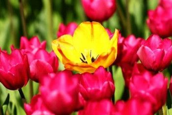 Миллион тюльпанов расцвёл в Шымкенте