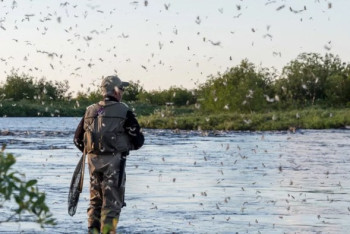 Фотография к новости: Полмиллиарда тенге выделят на борьбу с комарами в Павлодарской области