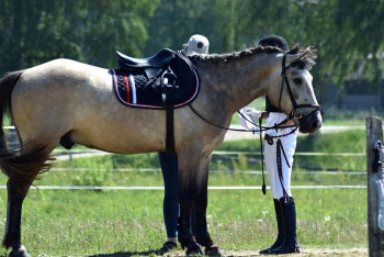 Фотография к новости: Костанайский племенной конезавод со 135-летней историей на грани закрытия