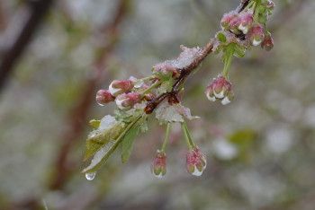 Фотография к новости: Морозы прогнозируют синоптики в Казахстане
