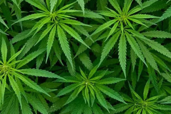 Фотография к новости: Кызылординец выращивал коноплю в огороде