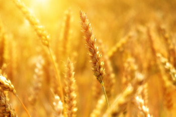 Фотография к новости: Запрет на ввоз пшеницы автотранспортом планируют ввести в Казахстане