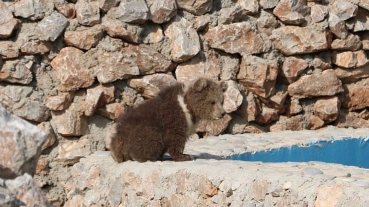 Instagram/shymkentzoo