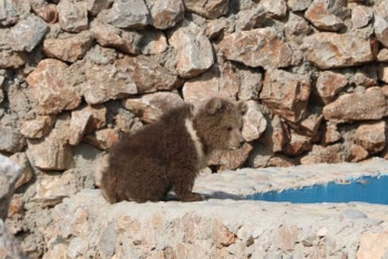 Фотография к новости: Медвежонок родился в зоопарке Шымкента