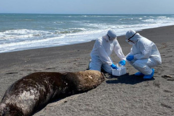 Фотография к новости: Более 1500 морских львов в Чили умерли от птичьего гриппа