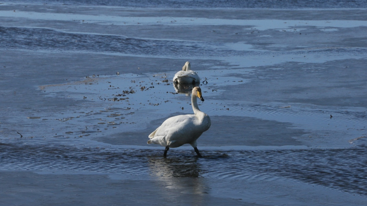 Сергея Миронов/kstnews.kz