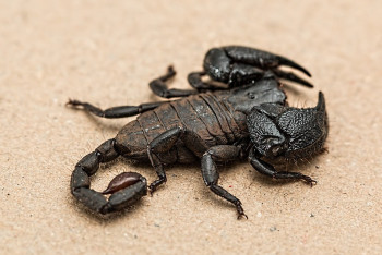 Фотография к новости: В Шымкенте скорпионы покусали 12 человек