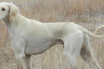 Фотография к новости: Утверждены стандарты казахских пород собак