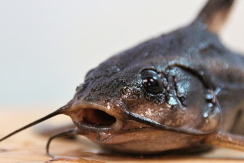 Фотография к новости: Запрет на вывоз рыбы введут в Казахстане