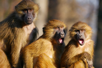 Фотография к новости: В зоопарке Шымкента маленькая девочка разбила стеклянный вольер