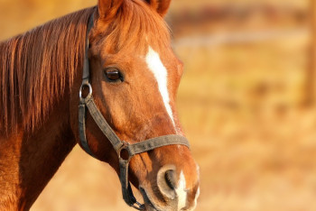 Фотография к новости: Опасной инфекцией заразились лошади в селе под Карагандой