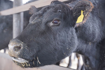 Фотография к новости: Казахстан снял ограничения на ввоз скота и мяса из России