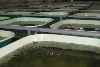 Фотография к новости: В Казахстане за год стали выращивать вдвое больше рыбы