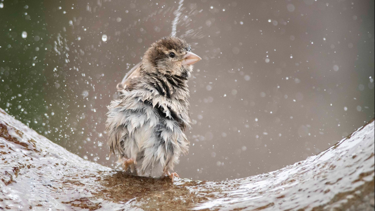 wall.alphacoders.com