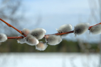 Фотография к новости: Штраф за сорванные ветви вербы прокомментировали специалисты