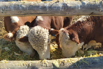 Фотография к новости: Герофорд, Симменталь и Ангус: где в Казахстане разводят самый "премиальный" скот