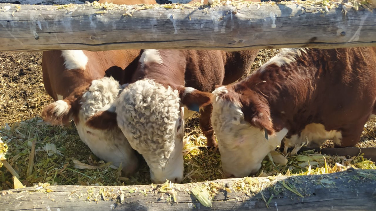 предоставлено Петром Лазаревым