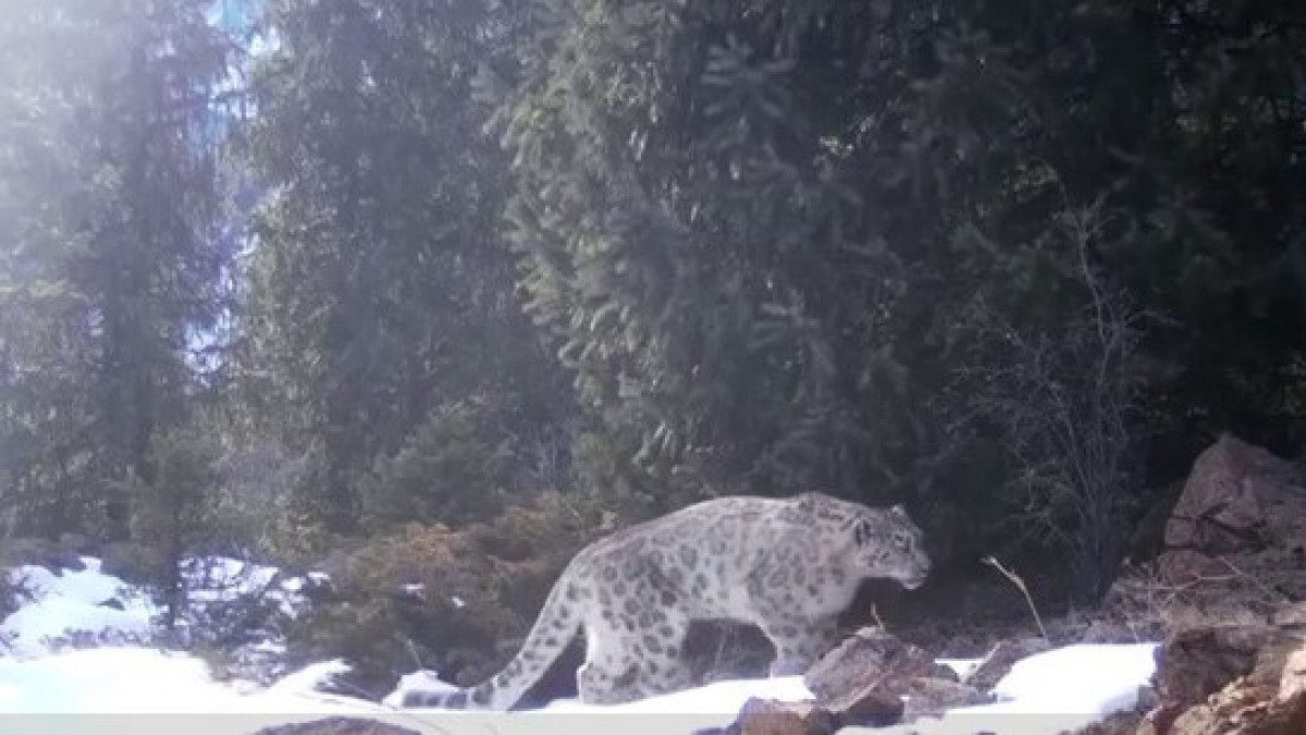 Снежные барсы попали в фотоловушку в Алматинской области