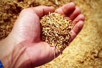 Фотография к новости: Более 40 тысяч фермеров пострадают от безответственного решения Минсельхоза - депутат о Gosagro.kz